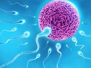 Where did you come from? You came from a fertilized egg! Let's talk about the love story of sperm and egg.